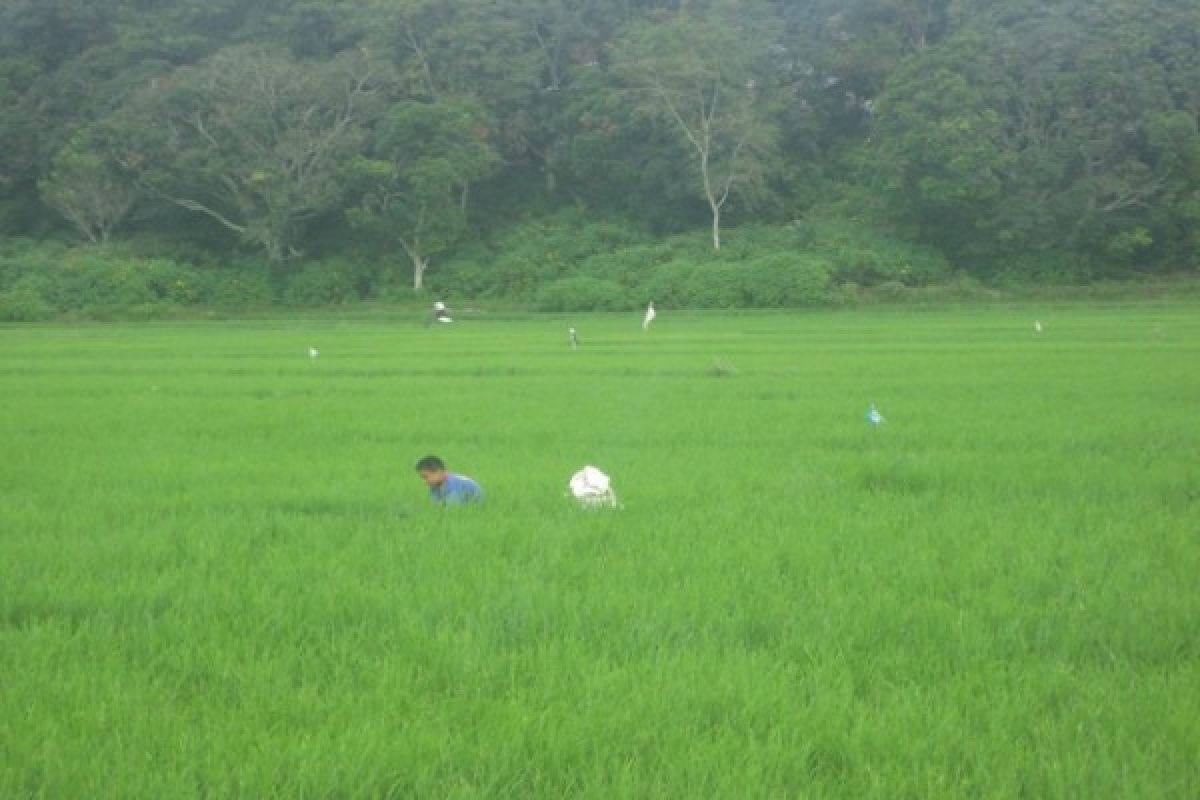 Petani Batang Angkola Butuh Perhatian