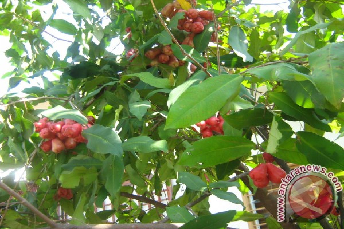 Petani Muntok Sukses Kembangkan Jambu 