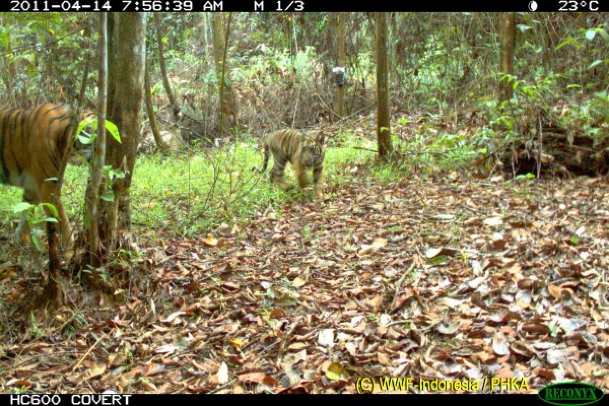 Rimbang Baling Wildlife Reserve to conserve 20 waterfalls