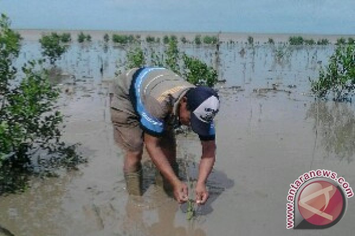 50 Persen Mangrove di TNGP Rusak