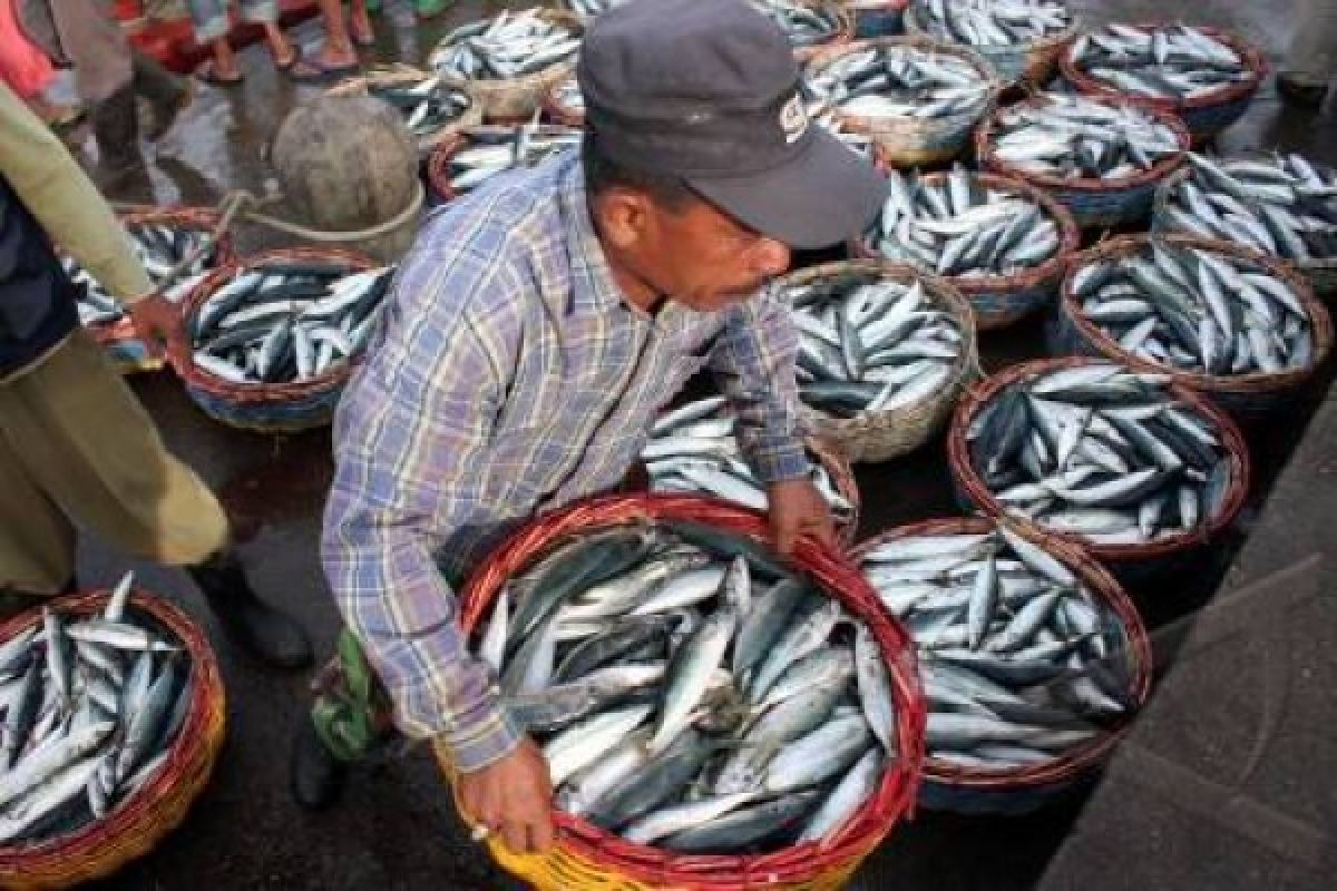 50 unit pengolahan ikan mikro-kecil dapat SKP 