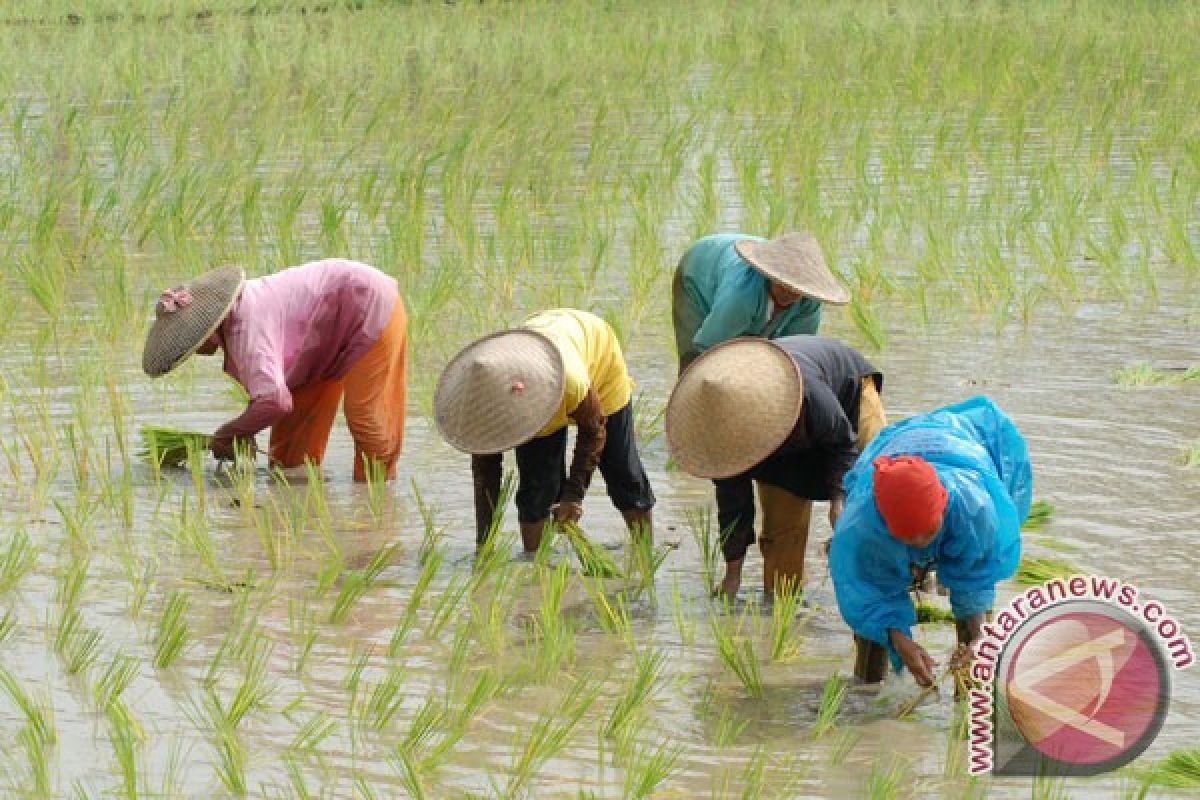 Upah harian buruh tani naik 0,27 persen