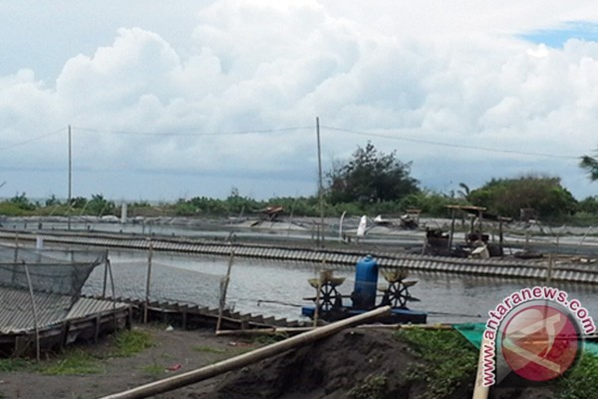 Petambak udang ilegal dijerat undang-undang lingkungan hidup 