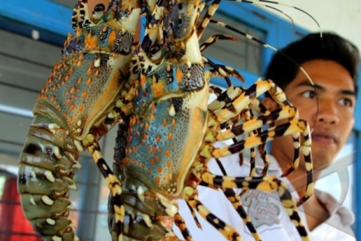 Ombak Tinggi, Nelayan Kebumen Berburu Lobster di Pantai