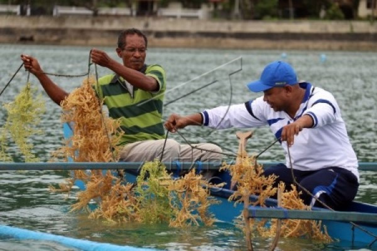 Petani Halmahera kembangkan rumput laut