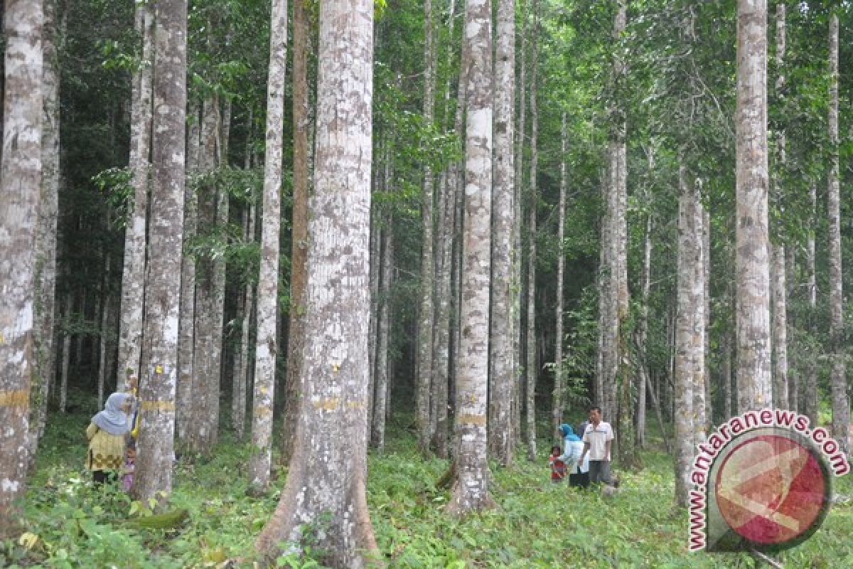 Hutan Kalsel Masuk Kerja Sama Indonesia-Finlandia