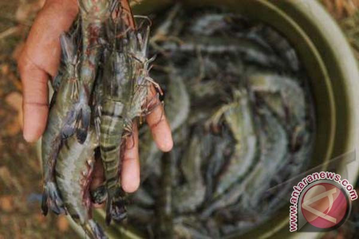 Bomar Ekspor 50 Ton Udang ke Jepang 