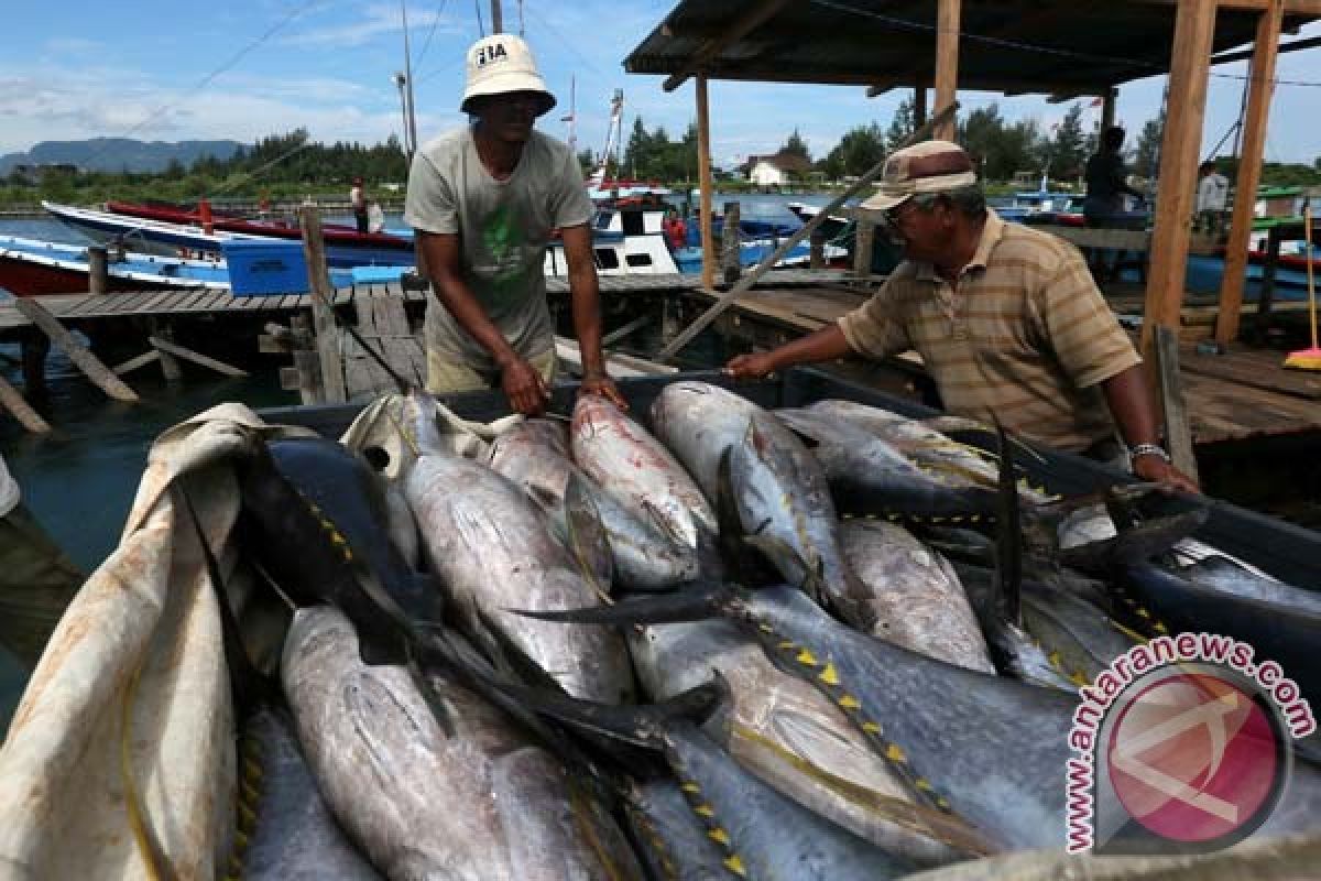 Gurihnya abon dan tahu tuna Pacitan