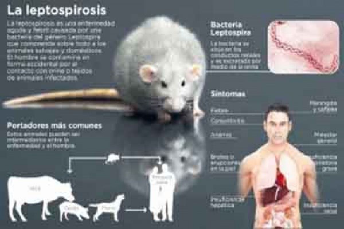 Dinkes DIY: satu orang meninggal terkena leptospirosis