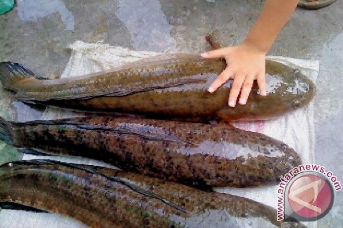 Ikan Gabus dan Terasi Jadi Produk Unggulan Kaltim 