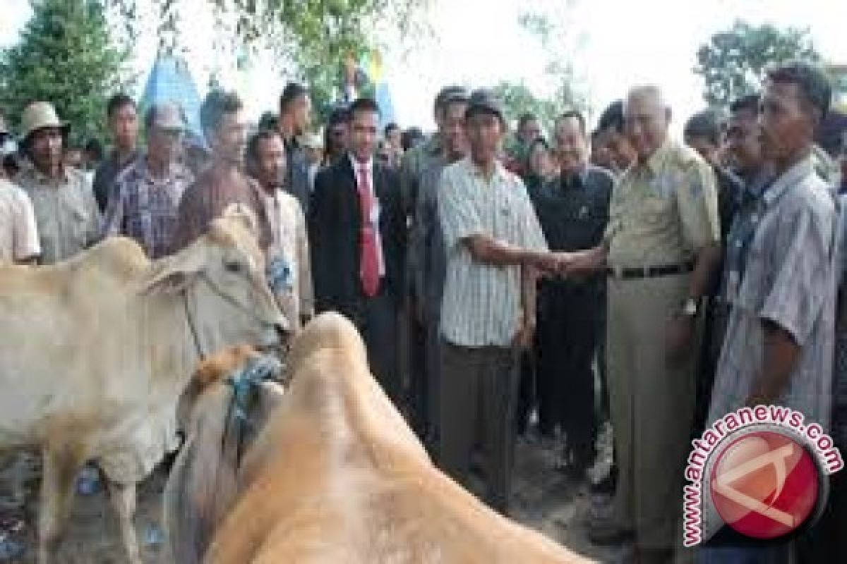 Sebanyak 3.528 Sapi Disalurkan Ke Peternak Kaltim 