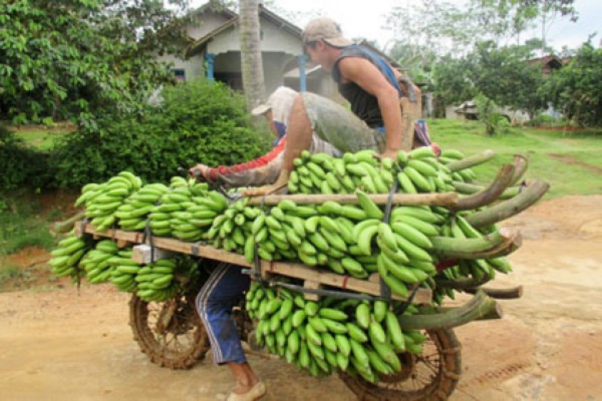 Harga Pisang Di Desa Naik