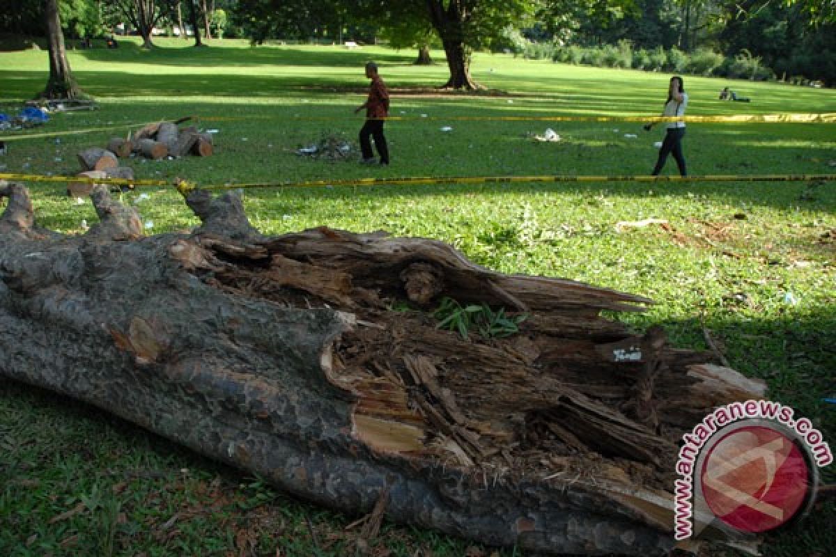 Kebun Raya Bogor tebang sejumlah pohon rawan