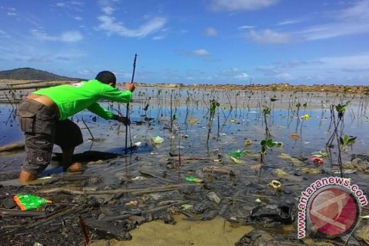 Kelompok Peduli Mangrove Sedau Kesulitan Menanam Karena Cuaca Buruk