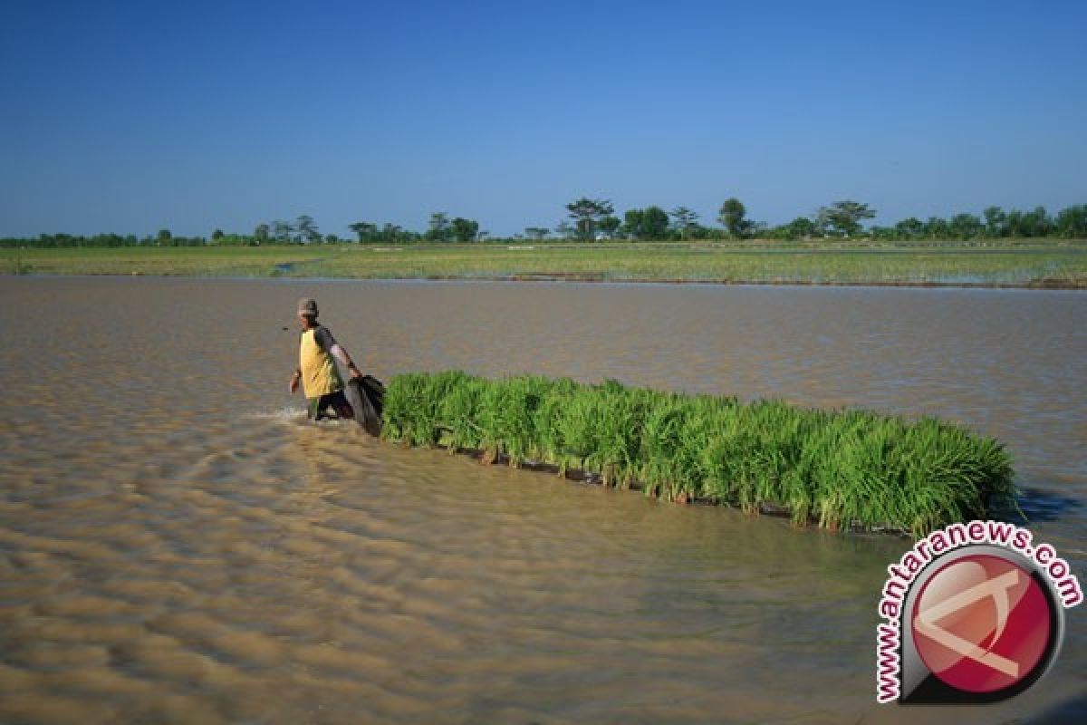 1.713 Hektare Padi Puso Akibat Banjir di Bireuen 