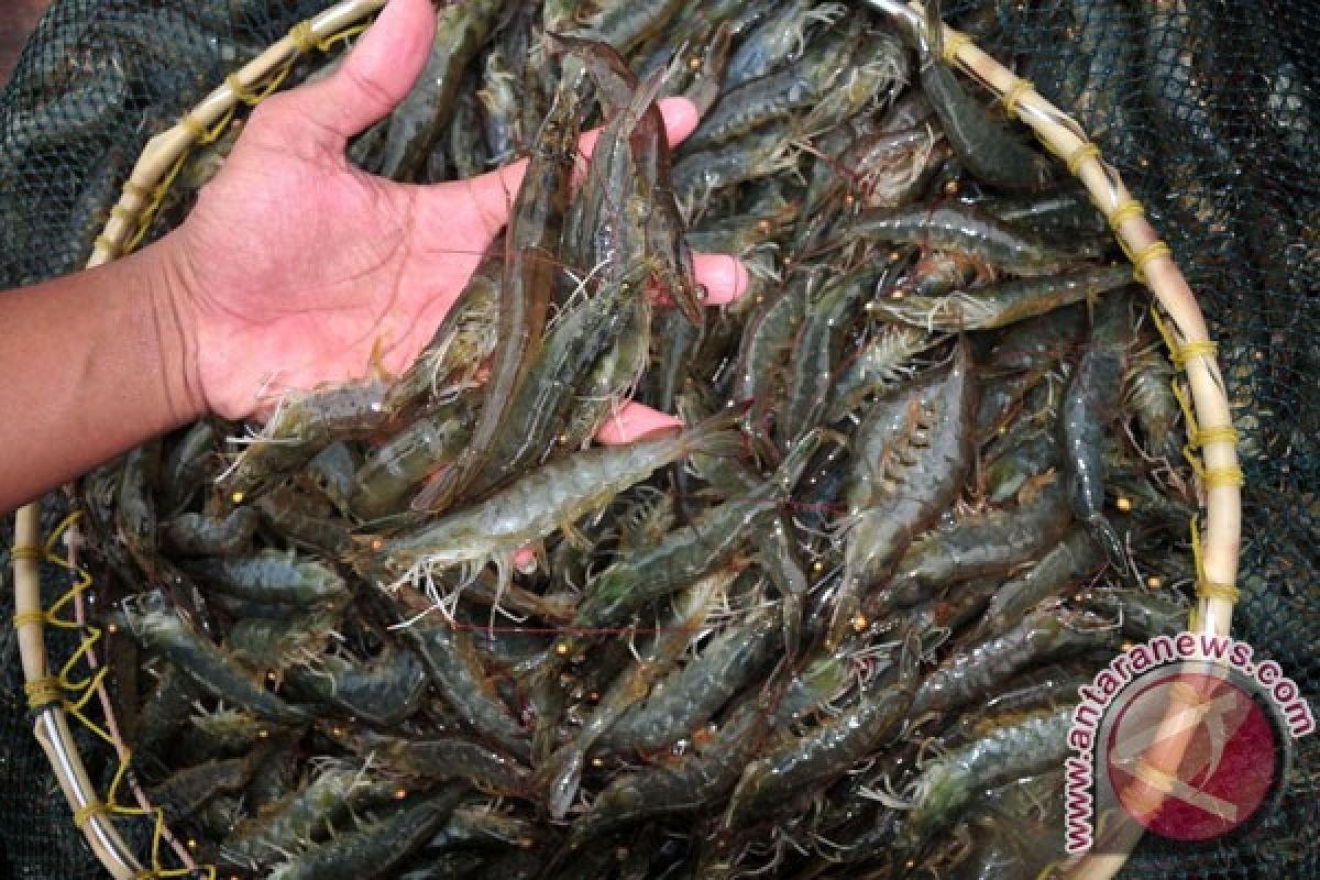 Indonesia kuasai pangsa pasar udang di AS