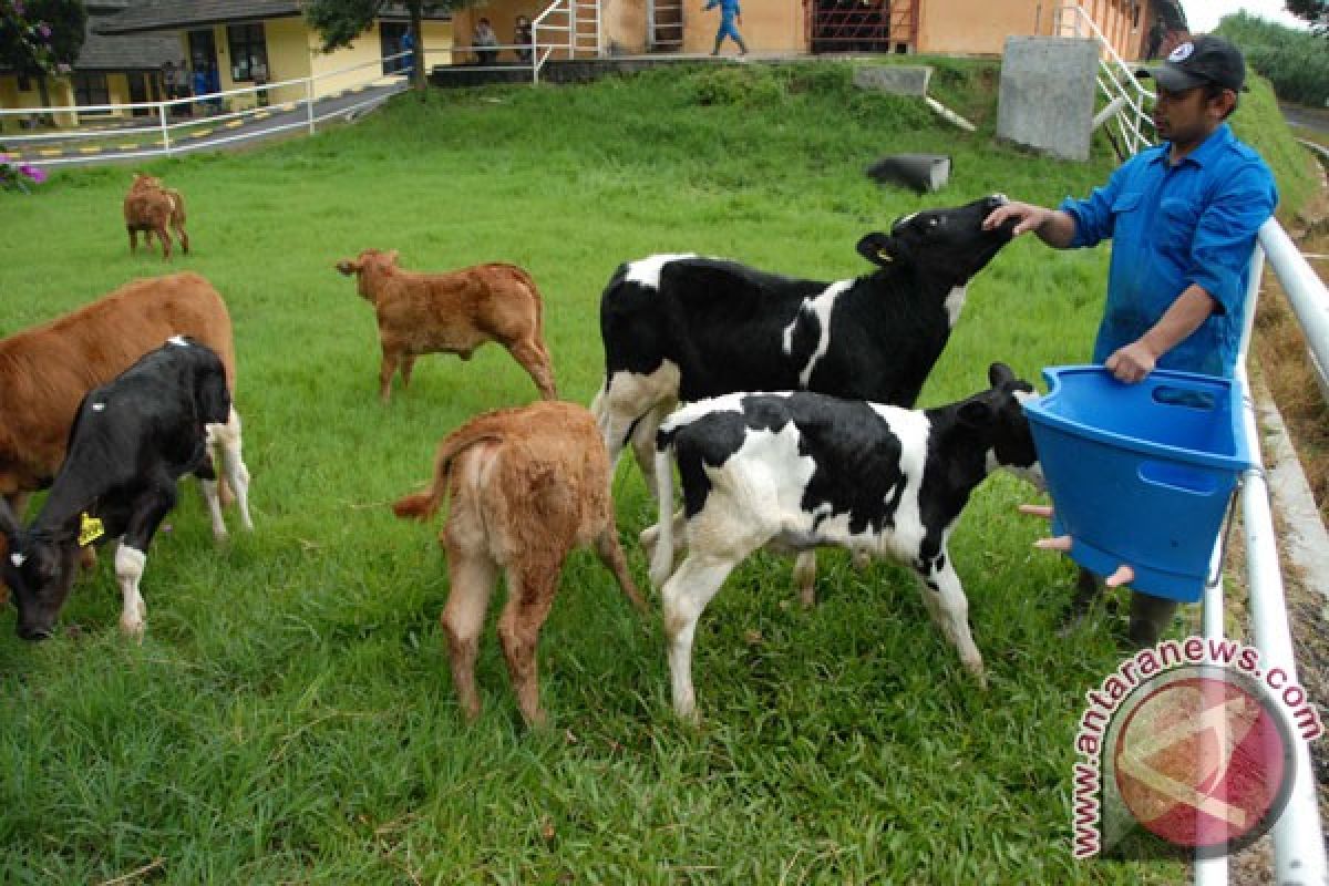 Kementan sosialisasikan paket teknologi pembibitan sapi