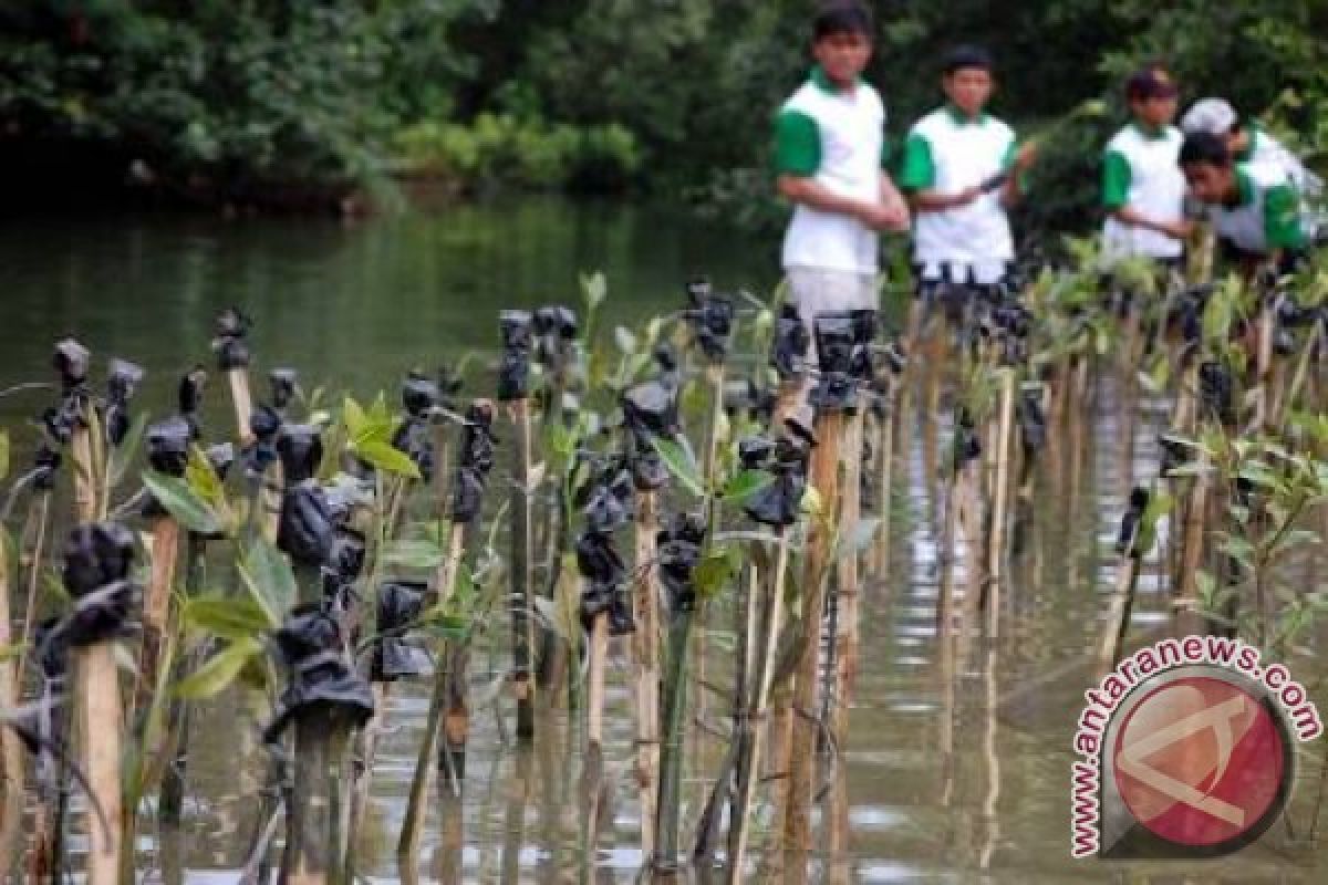 Pemkab Seruyan Tanam 2.000 Mangrove