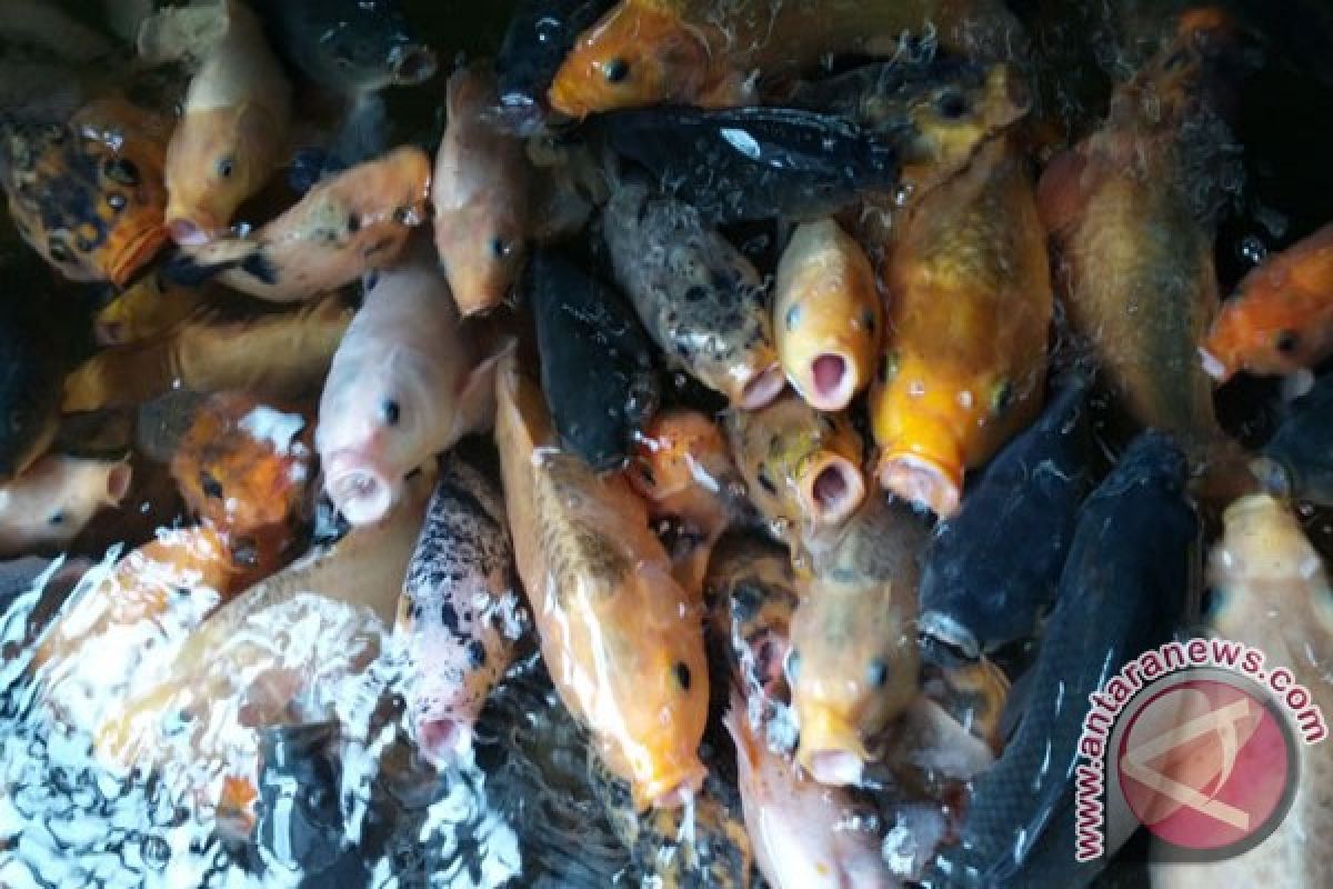 Petani Abdya Dapat Benih Ikan