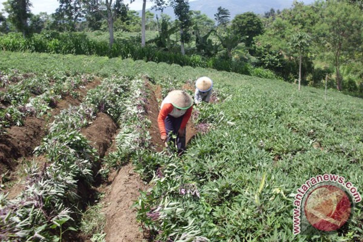 Petani Rejanglebong kembangkan tanaman ubi madu