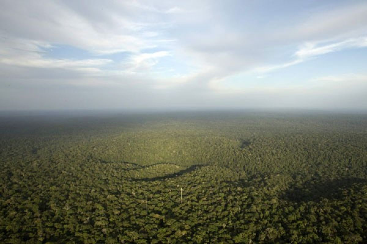 Kemampuan Amazon menyerap karbon turun drastis