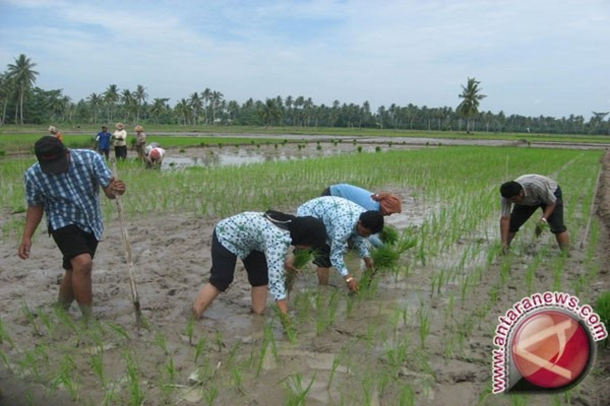 Petani Persiapan Tanam Kedua 