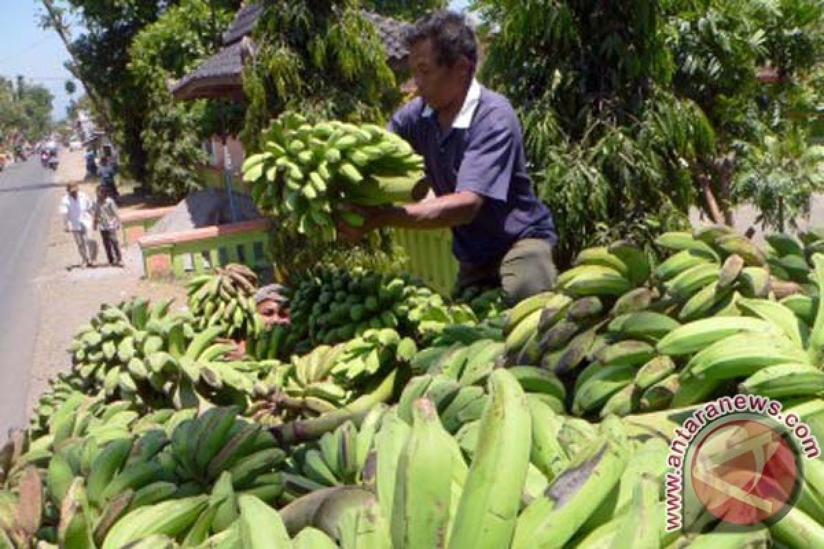 Harga Pisang di Mamuju Naik 