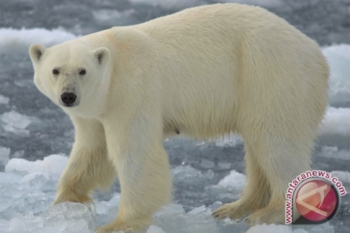 Beruang Kutub Terancam Berkurang Akibat Es Laut Cair