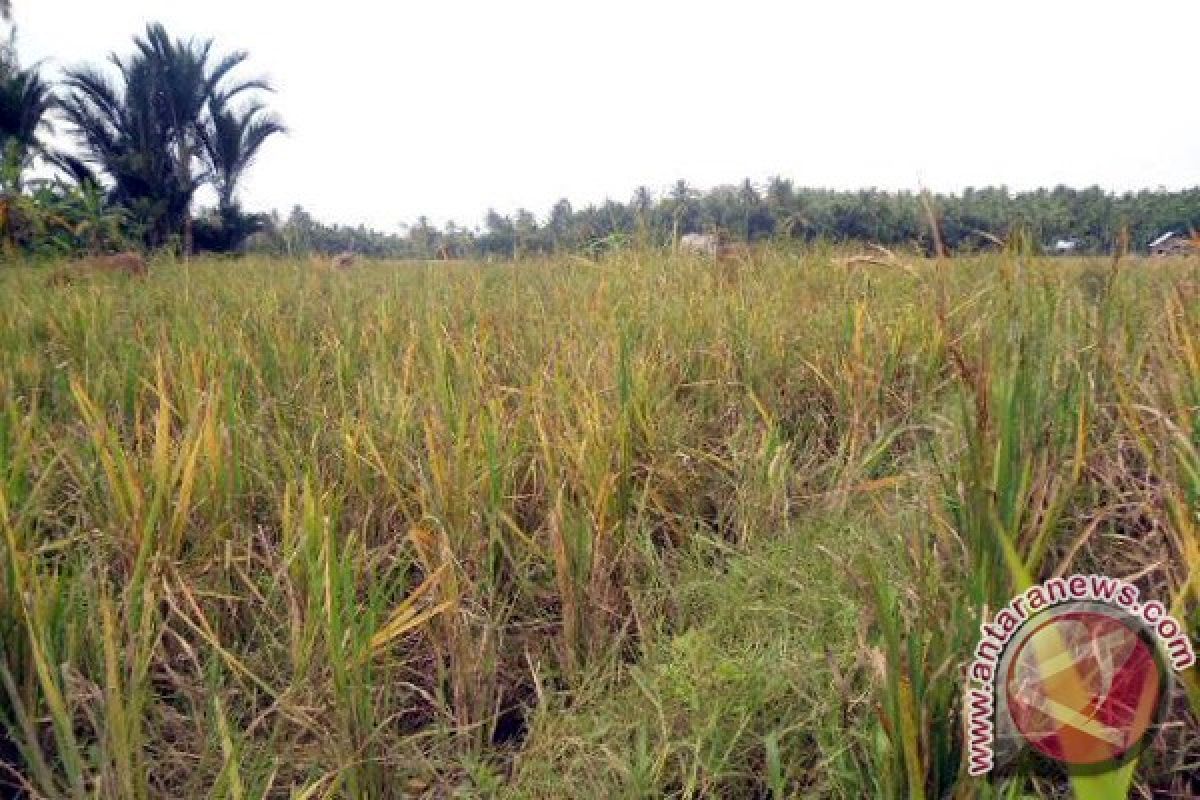 Kodim Aceh Utara kembangkan tanaman hidroponik