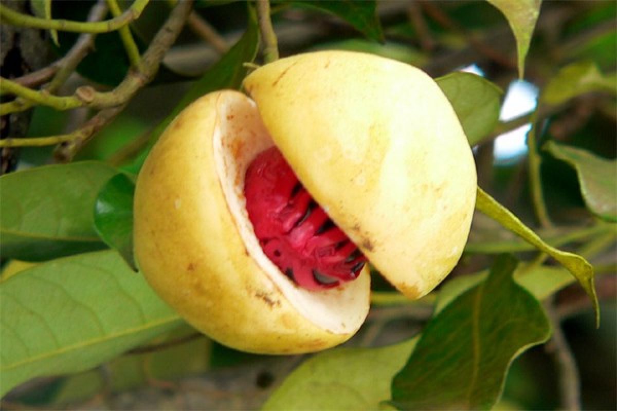 Nutmeg gives Banda Islands lingering scent of profit
