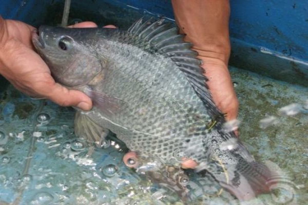 Produksi ikan Nila di Sentani capai 400 ton setahun