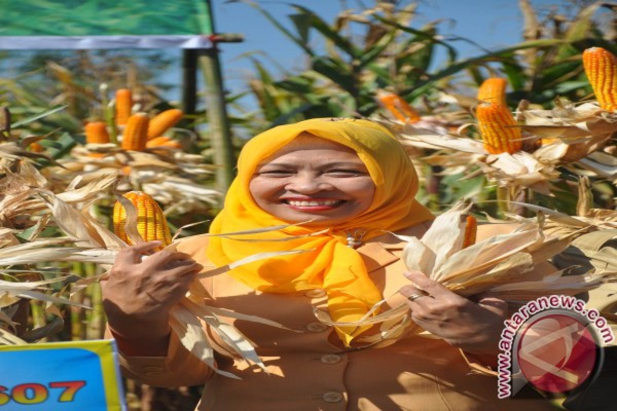 Dinas Pertanian NTB Dorong Pembentukan HPP Jagung