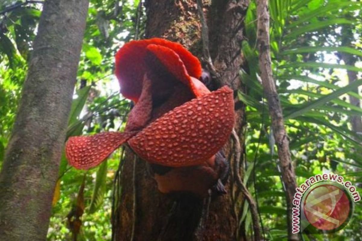Dua jenis rafflesia mekar di Kaur dan Kepahiang