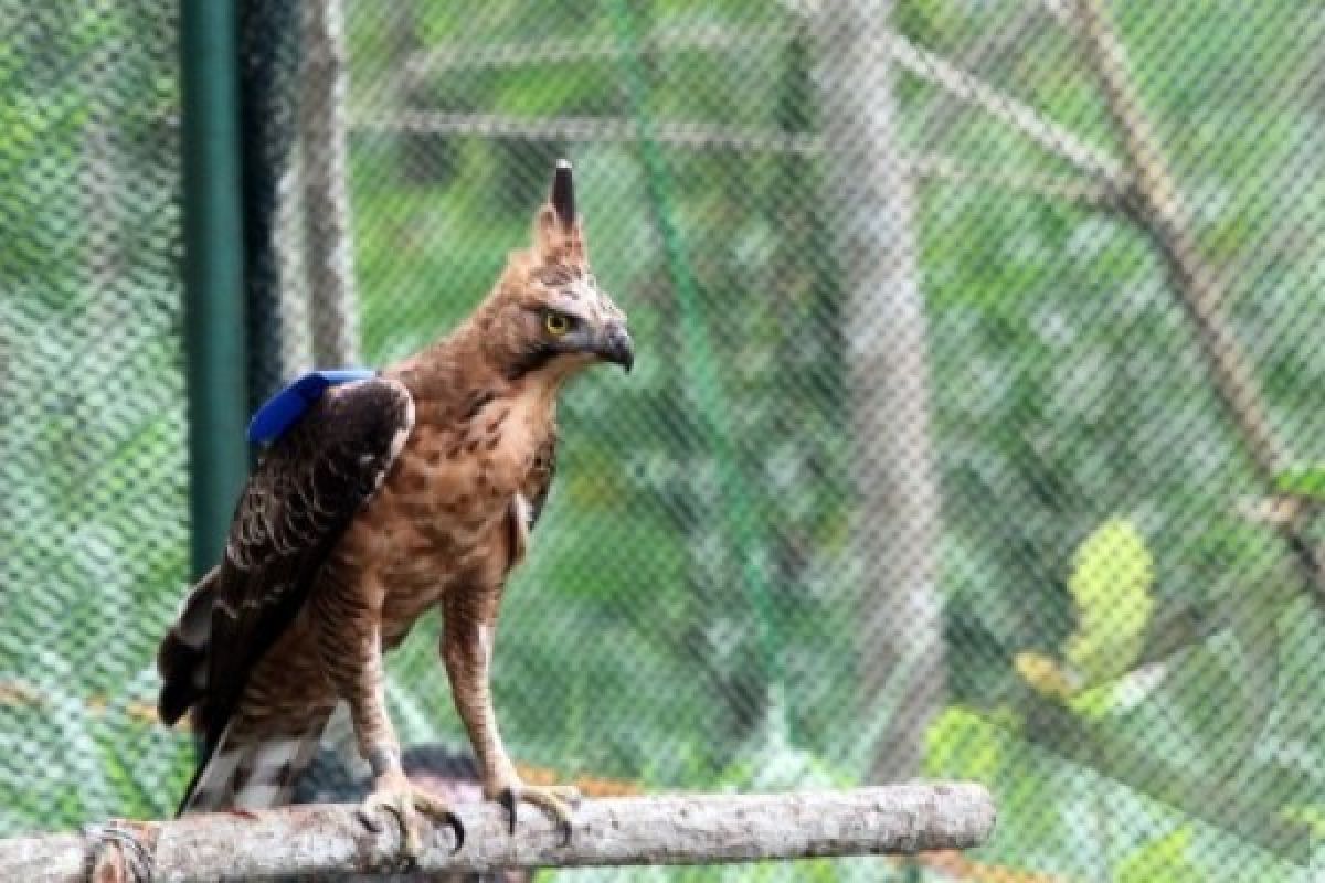 Burung elang di Merapi bertambah tiga ekor 