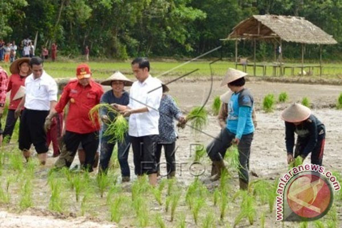 Presiden Jokowi Tanam Padi Hazton di Landak, Kalbar