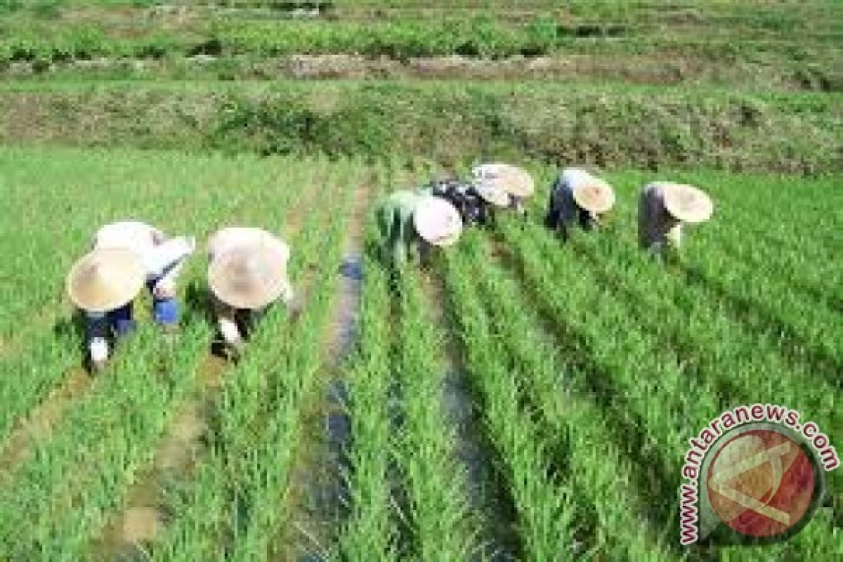 BPTP NTB Dorong Petani Terapkan Jajar Legowo