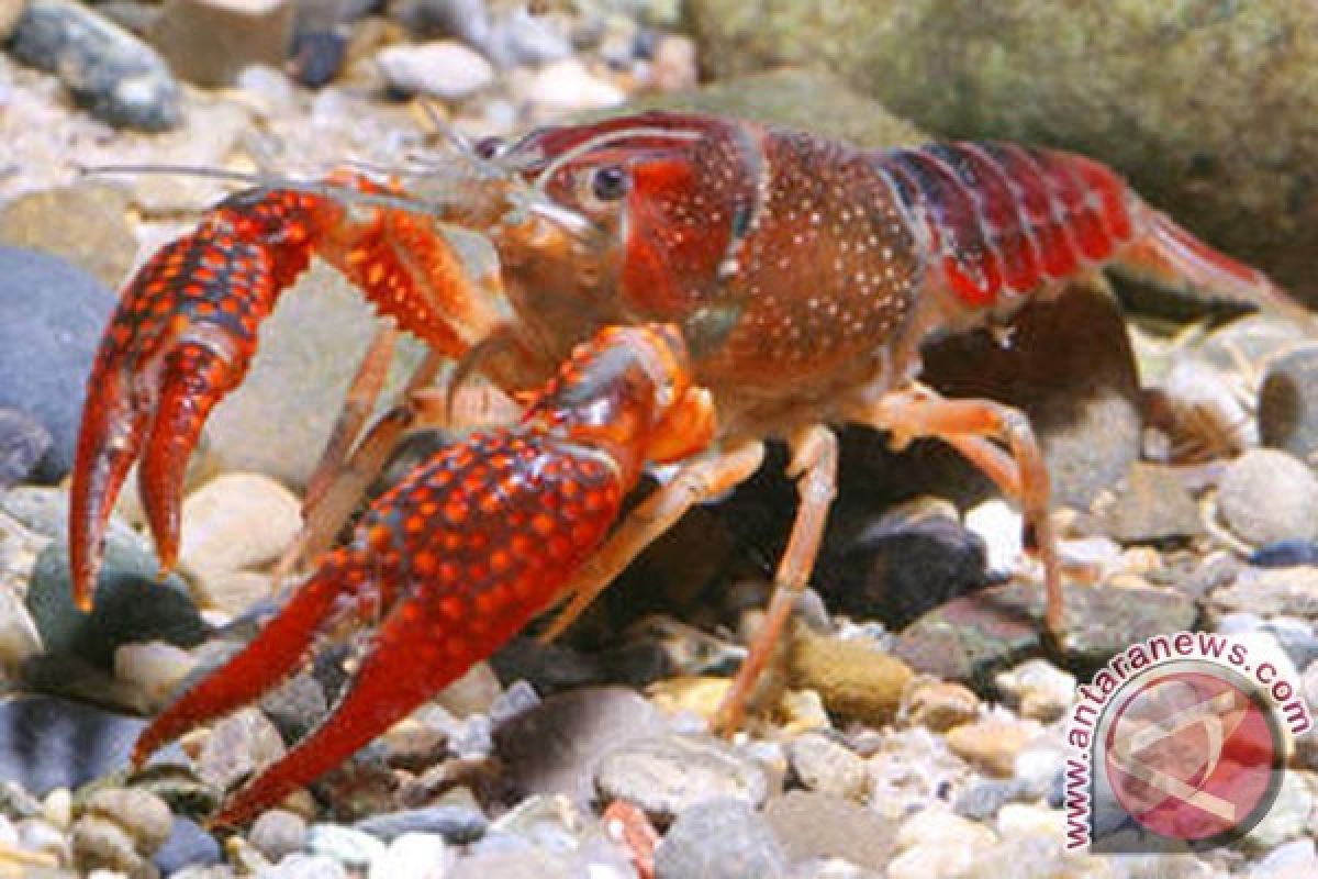 Nelayan Bengkulu harapkan bantuan dana pembesaran lobster