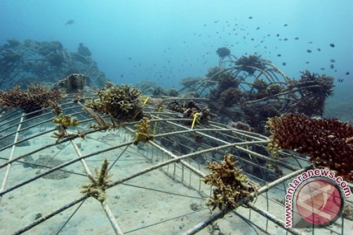 Bupati Bangka Minta Terumbu Karang Buatan Diperbanyak