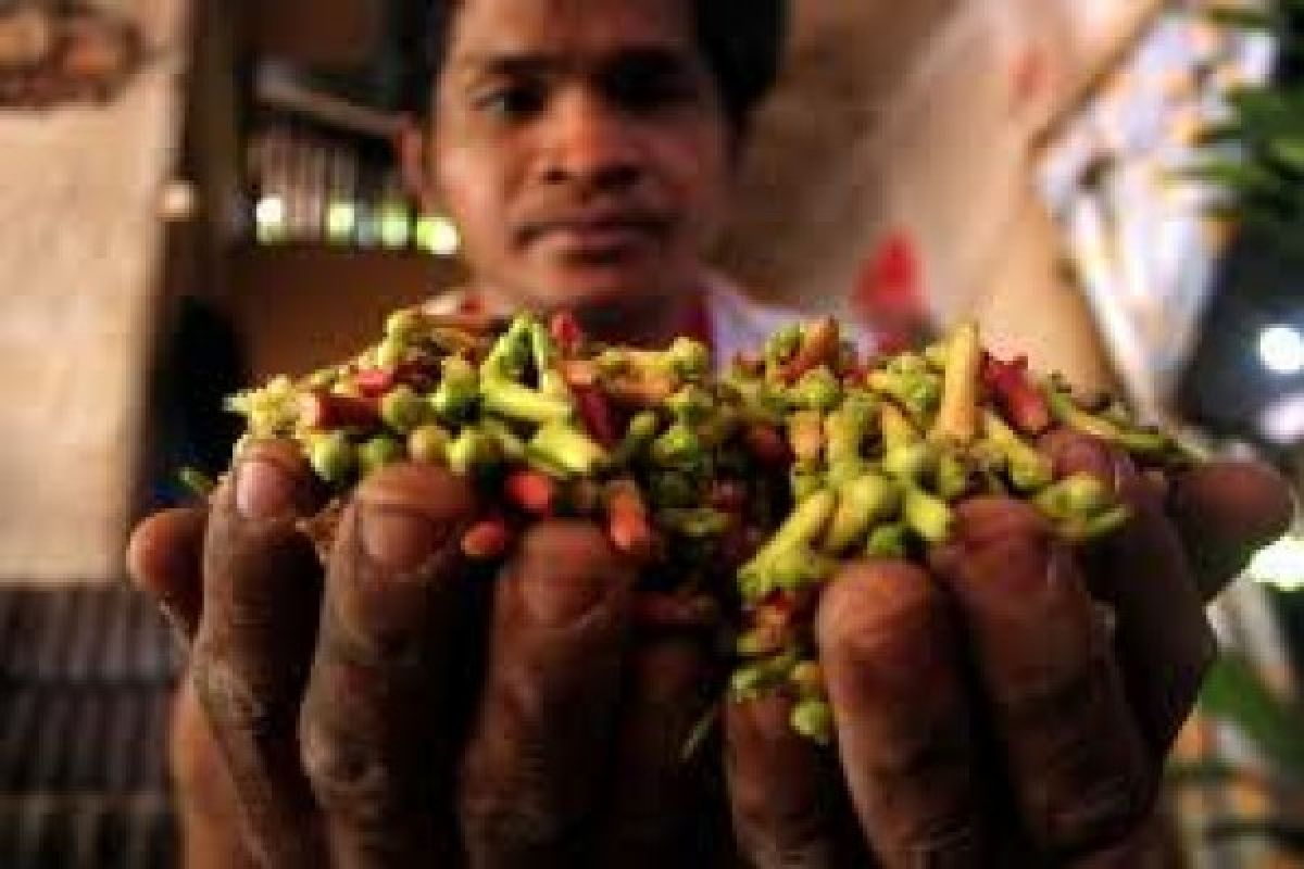 Jelang panen raya harga cengkih malah turun