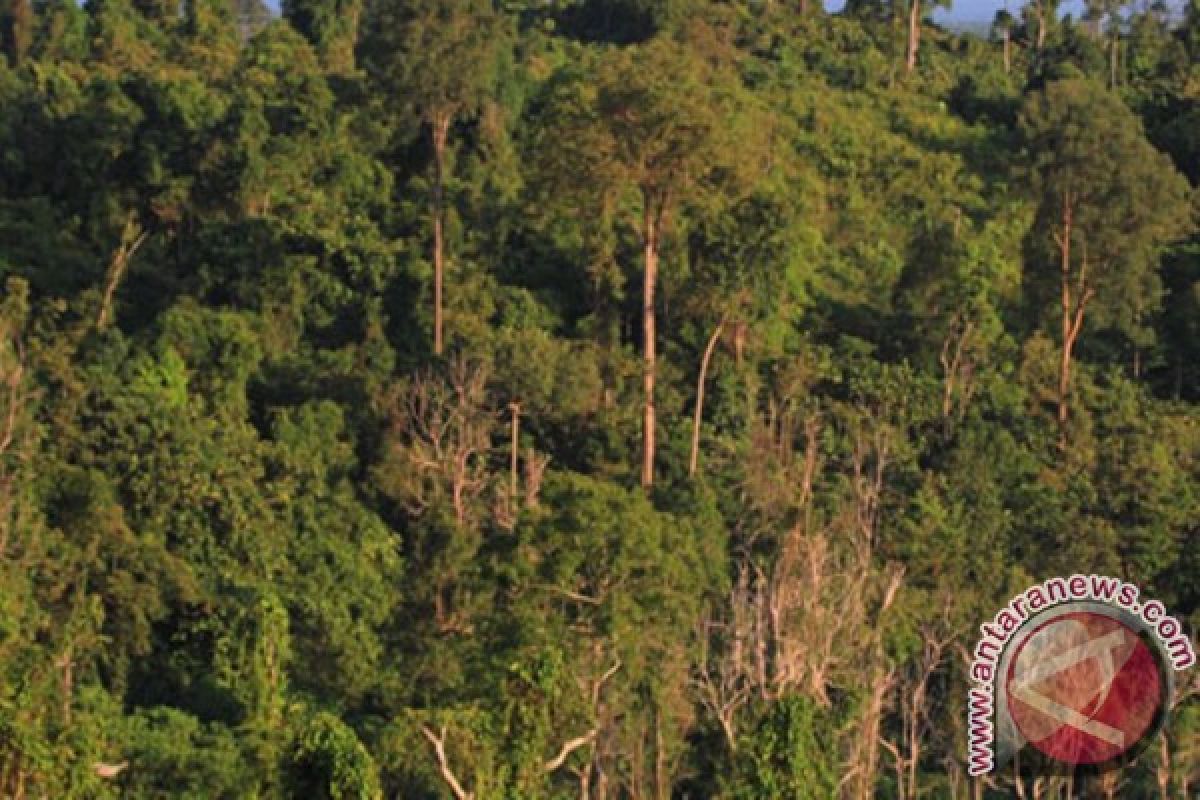 Nunukan Bantah  Lahan Hutan Lindung