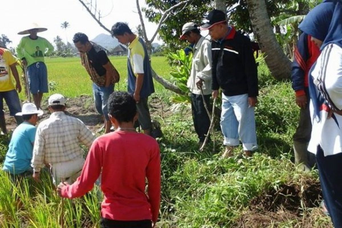 Petani Kamang Magek Berburu Tikus