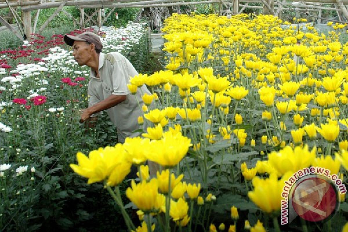 Jepang perlu 12.500 bunga krisan tiap pekan