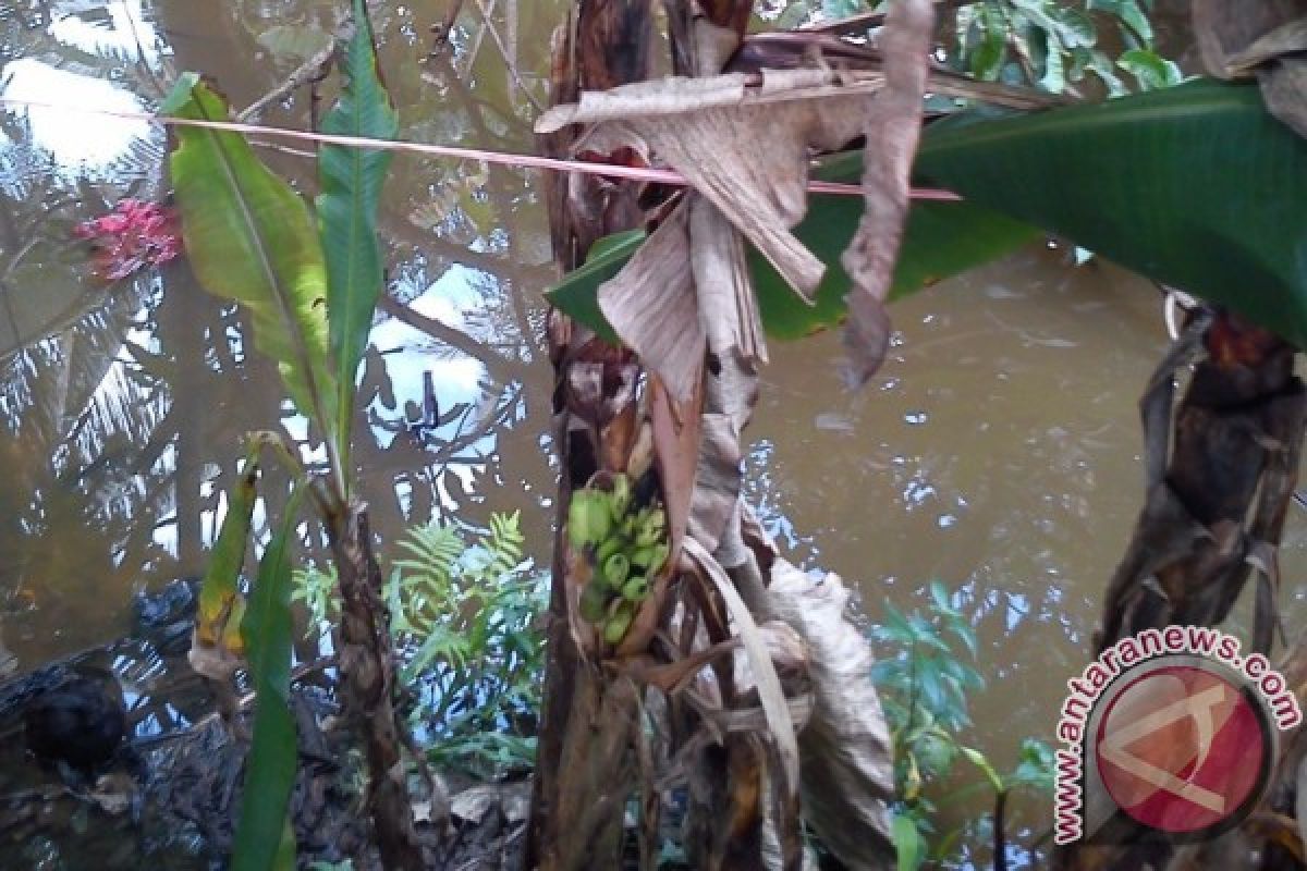 Aneh Tapi Nyata, Buah Pisang Berbuah di Batang