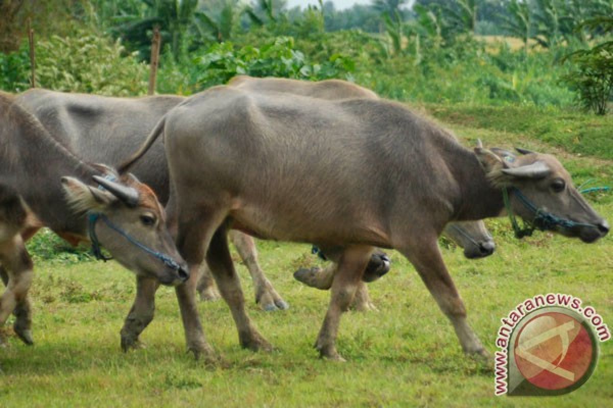 Lebak siap pasok daging kerbau untuk Lebaran