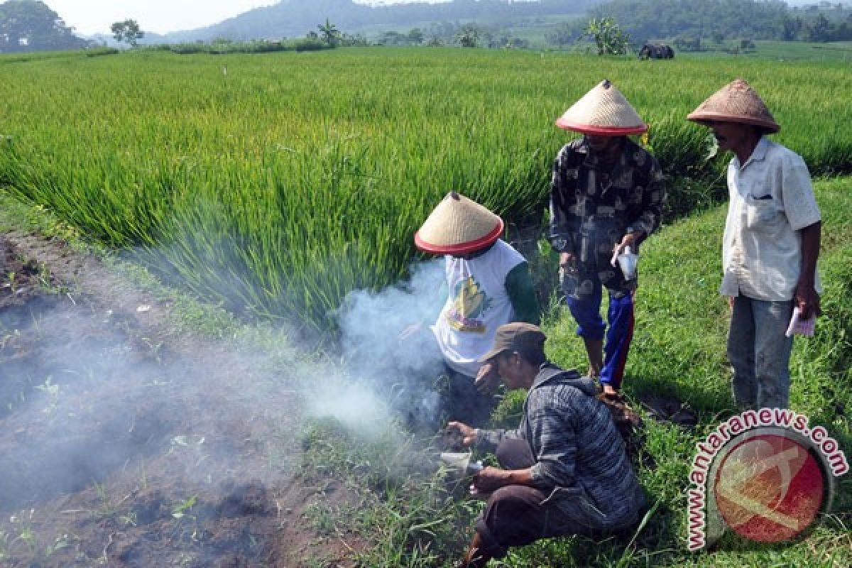 Serangan hama tikus di Temanggung berkurang