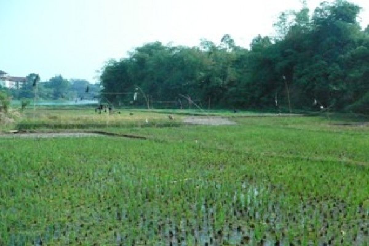 321 Hektare lahan pertanian dijadikan lahan abadi