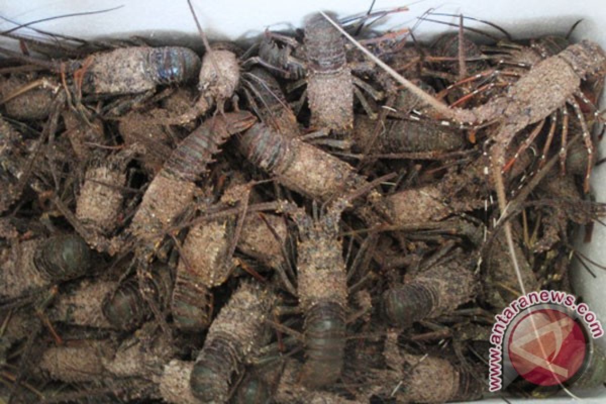 HNSI Bengkulu minta solusi untuk nelayan lobster