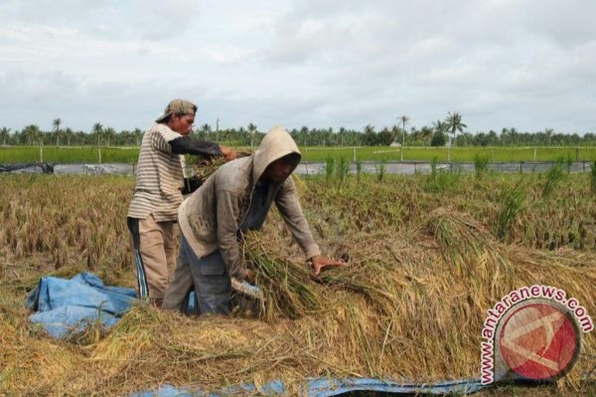 Kelompok Tani Ketapang Panen Padi Mekongga 15 Ton