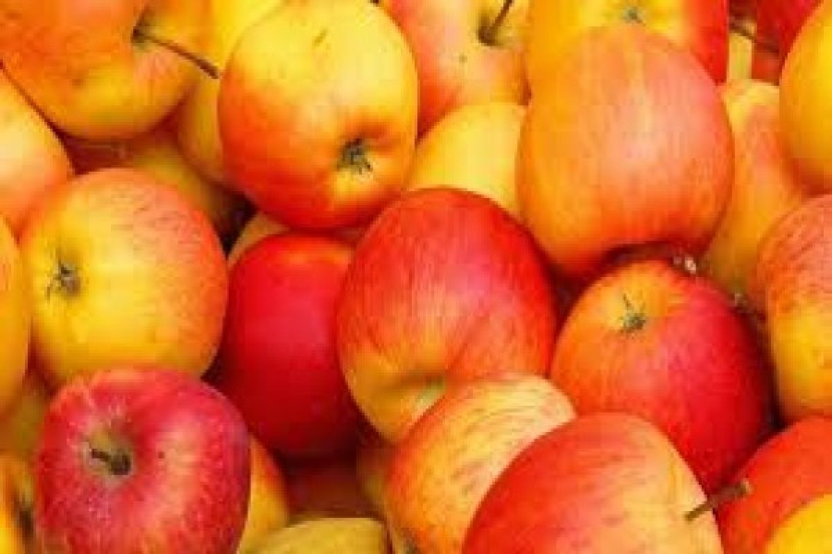 Disperindag Sulut minta swalayan isolasi buah apel 
