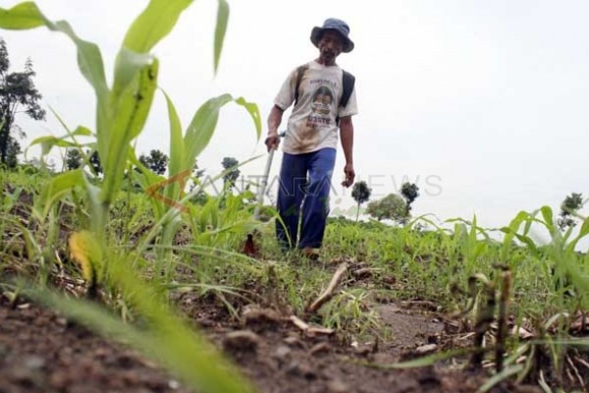 Petani Tembakau Tulungagung Keluhkan Kelangkaan Pupuk